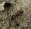 Camponotus vicinus.jpg (74429 bytes)