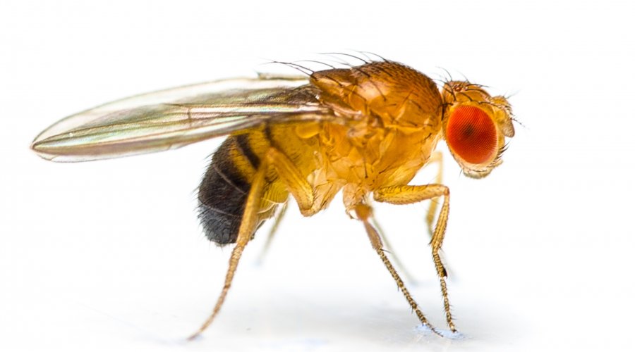 single fruit-fly-drosophila-melanogaster-on-white-background-cropped